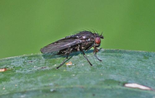 Réf. 350 779 : Dichaeta caudata